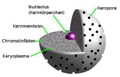 Der Zellkern (Nukleus) ist von einer permeablen (durchlässigen) Membran umgeben.