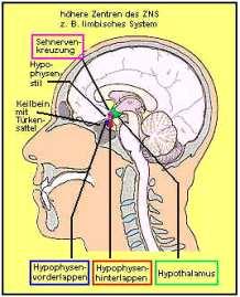 Hypophyse: Anatomie und