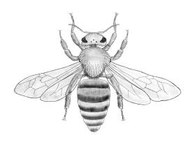 Systematische Gruppe Arten in den Bestimmungskarten Merkmale Insekten drei Körperabschnitte, 6 Beine (3 Beinpaare) Zweiflügler Zweiflügler besitzen nur die beiden Vorderflügel.