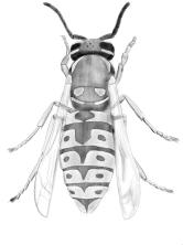 Bemerkungen Fliege Schnake Neben den Fliegen gehören auch Bremsen mit ihren sehr grossen, oft bunten Augen und alle Mücken in die Gruppe der Zweiflügler.