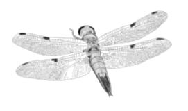 Libellen Libellen haben vier (fast) identische längliche Flügel, die sie unabhängig voneinander bewegen können.