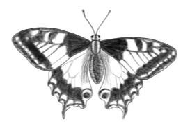 Schmetterlinge Die Farbe auf den Schmetterlingsflügeln wird von Schuppen erzeugt, die das Licht unterschiedlich reflektieren.