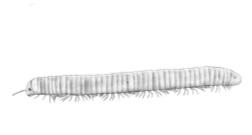 Tausendfüsser (Myriapoda) Tausendfüsser sind lang gestreckt und haben meist eine grössere Anzahl gleichartiger Segmente mit Beinen.