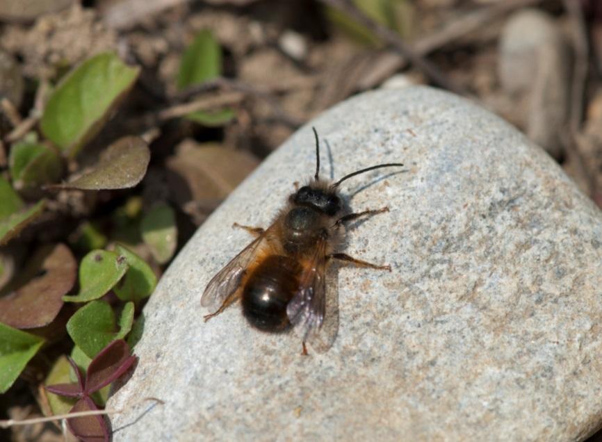 Ökologie von drei häufigen Arten Rote Mauerbiene (Osmia bicornis) Sie ist eine solitäre Biene, lebt also nicht wie die Honigbienen oder wie Ameisen in einem Staat mit anderen nah verwandten