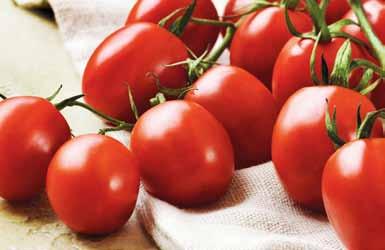 Angebaut unter dem Aspekt der Nachhaltigkeit herrschen in der Oase beste Bedingungen für Mensch, Umwelt und Pflanzen, die dafür sorgen, dass Sie die sonnengereiften Premium-Tomaten jederzeit