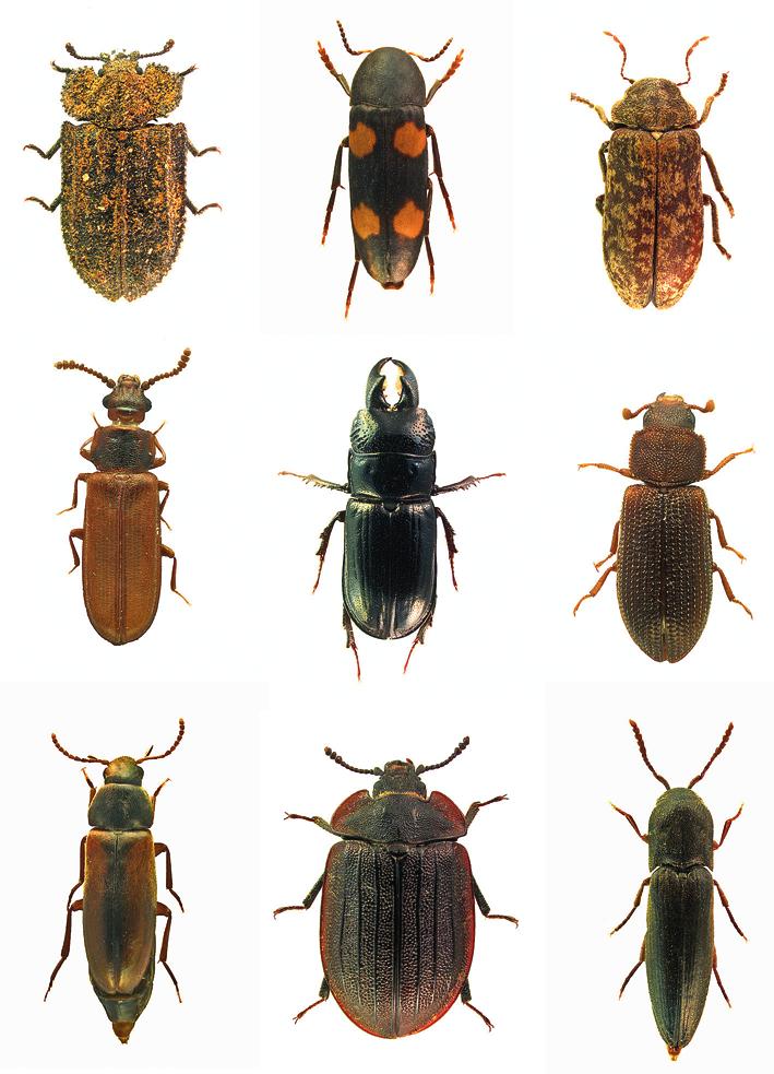 Biologiezentrum Linz/Austria; download unter www.biologiezentrum.at 52 Abb. 6a-i: Charakterarten urständiger Wälder aus dem Nationalpark Kalkalpen.