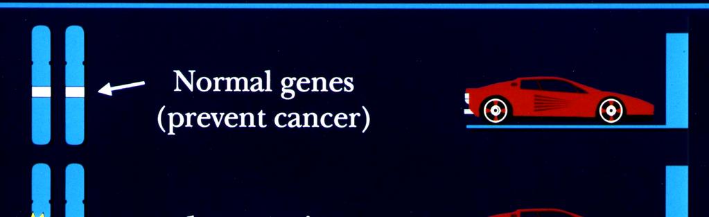 Tumor Suppressor Gene Normales Gen