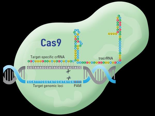 CRISPR-Cas9 System: