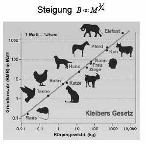 Vergleich der Skelettmasse M SK zu Gesamtmasse M: M SK L d L ( L M SK ) M = L 4 4 und Empirisch wurde festgestellt, dass: M L M SK = 0,061 M 1.09 Beispiel Metabolismus: Verhältnis Oberfl. zu Vol.