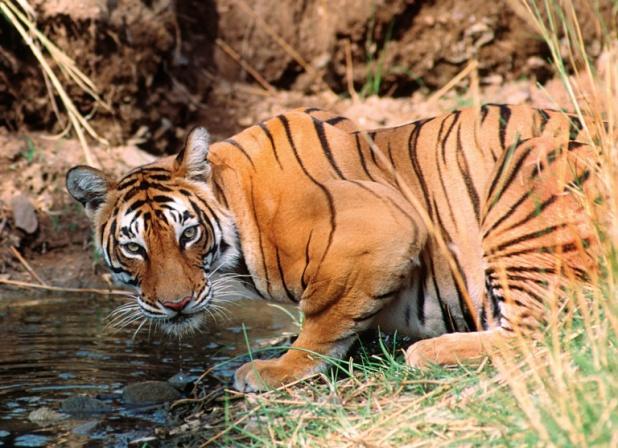 13. Tag: Ranthambhore Weiterfahrt in das Wildschutzgebiet des indischen Königstigers. Nach Ankunft steht der Tag zur freien Verfügung. Entspannung am Pool des Resorts möglich. 14.