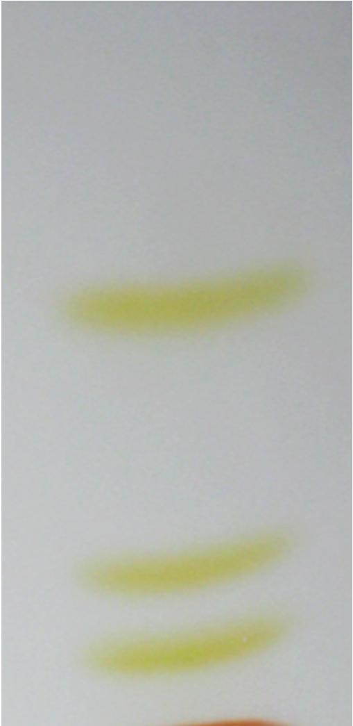 4 Schülerversuche 11 C) und 2-Propanol im Volumenverhältnis 5:5:1 benutzt. Nach der Chromatographie wird ein Bild von dem Chromatogramm gemacht.
