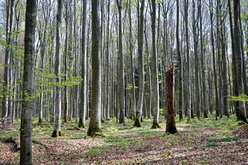 Naturwaldreservat Krebswiese- Langerjergen Buchenwald mit Totholz ein Element naturnaher Wälder.