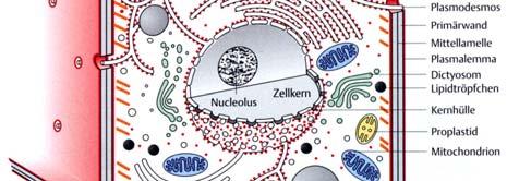 Historisches Das Wasser Membranen Makromoleküle Kern