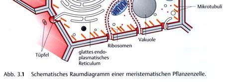 Cytoskelett Organellen und Kompartimente: Plastiden,