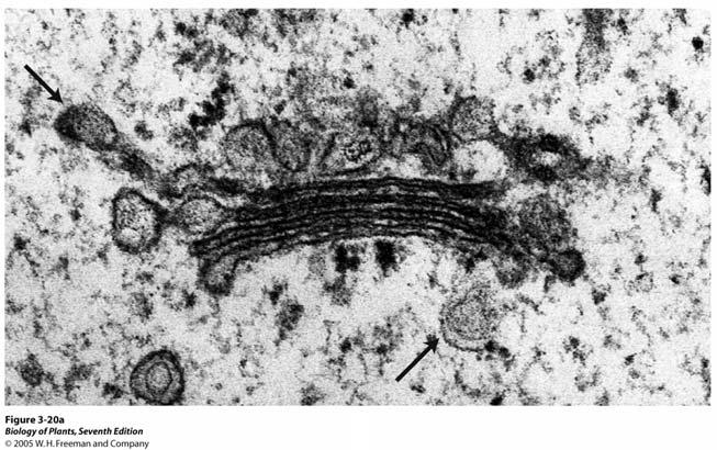Der Golgi-Apparat Der Golgi-Apparat ist aufgebaut aus Dictyosomen. Er ist das Drüsen- (Sekretions-)Organell.