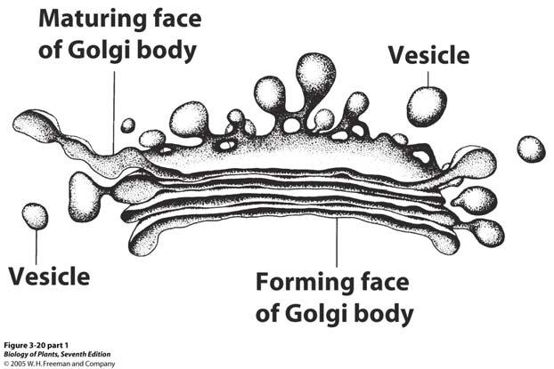 Älteste Zisterne, Seketionsseite des Dictyosoms Vesikel In pflanzlichen Zellen liegt der Golgi- Apparat meist zerstreuter vor als