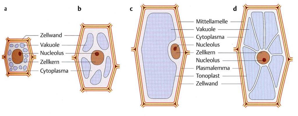 Wachstum u.a. durch Zellstreckung, Zellstreckung durch Wasseraufnahme Weiler/Nover, Allgemeine und molekulare Botanik Junge, meristematische Zellen enthalten noch keine Zentralvakuole.