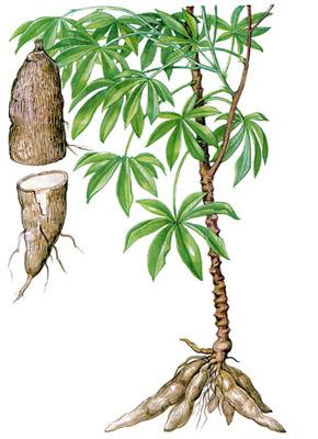 Freiwerden von Blausäure bei Beschädigung des Blattes Dies ist ein großes Problem für die Nutzung von Cassava. Rätselfrage: wie wird Cassava vor dem Verzehr behandelt?