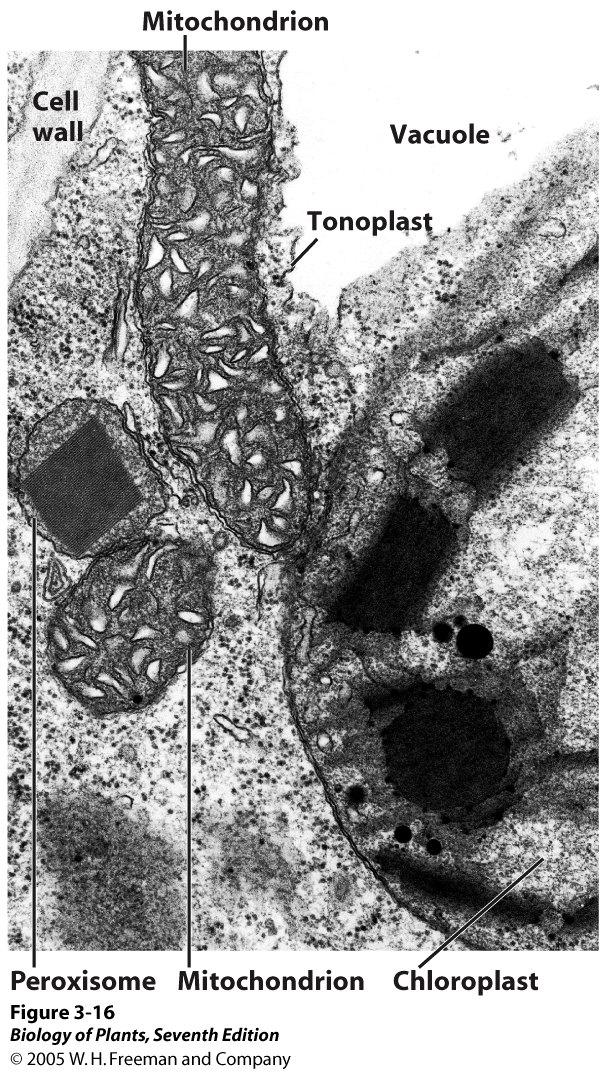 Peroxisomen (Microbodies) Peroxisomen gehören nach neuesten Erkenntnissen ebenfalls zum Endomembransystem.