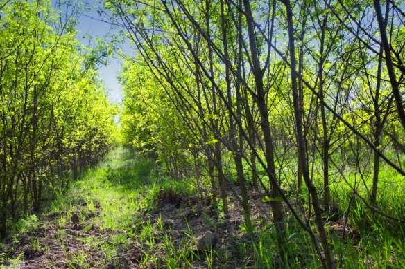 Hackschnitzel aus Kurzumtriebsplantagen KUP Vorteile Anbau auf eigenen Flächen möglich Grenzstandort geeignet Kein Wald Greening bietet Chancen Nachteile
