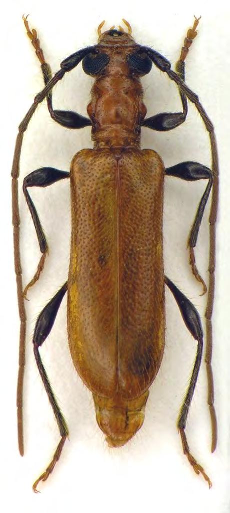 3 Biodiversität xylobionter Käfer (Beispiel: Dreischwesternallee Gessin) Geschützte Arten = Leitarten 80 85 % aller Käferarten sind an Holz gebunden! Nähere Informationen: Broschüre des BUND H.