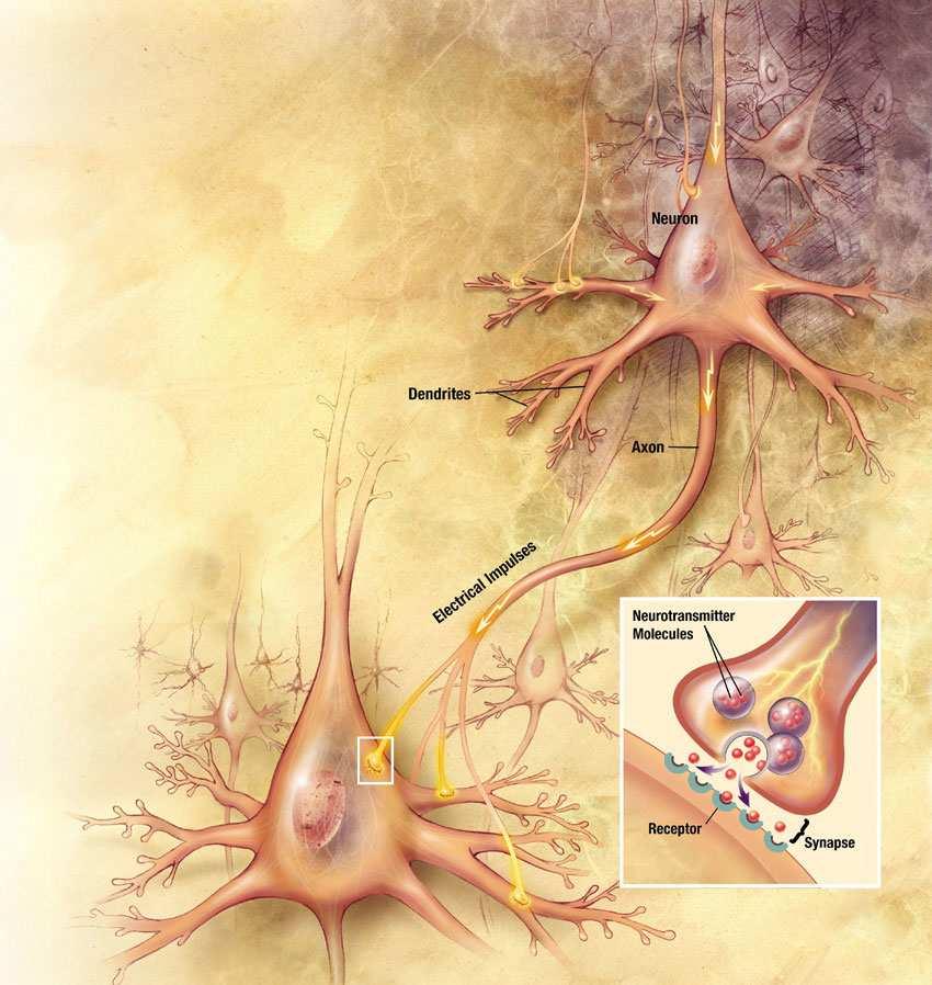 Einführung (3) Ein Neuronales Netz besteht aus verbundenen Neuronen (ca.