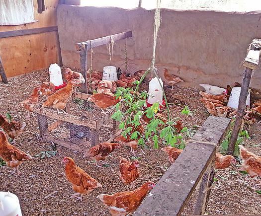 Vorsitzendem Jörg Schulz und Roswitha Wurm als. Vorstandsmitglied. Aus Langobaya in Kenia wurde berichtet, dass dort derzeit Kinder leben. Das Hühnerhausprojekt wächst und gedeiht.