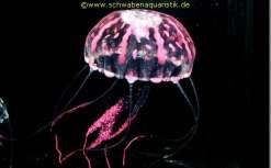 Qualle XL rosa Glowing JellyFish XL statt 11,15 nur 8,50 - künstliche Qualle mit natürlichem Look - wird am Aquariumglas (Boden- oder Seitenscheibe) mit einem Saugnapf mit einem im Wasser fast nicht