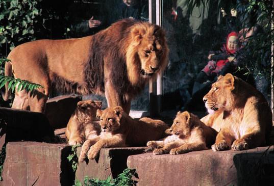 Abb. 1: Die Attraktion der Saison 2002 war das Familienleben der Asiatischen Löwen. The attraction of the season 2002 was the family life of the Asian lions.
