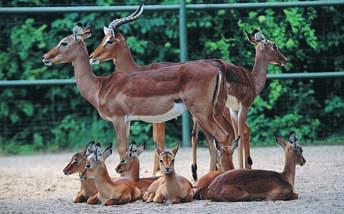 Abb. 9: Um insgesamt acht Tiere wuchs die Impala-Herde durch Zuchterfolge. The herd of impalas grew for a total of eight animals by breeding success.