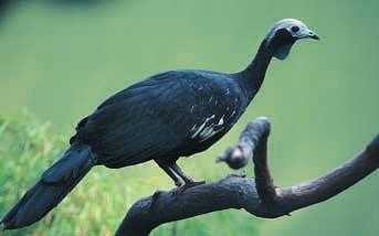 Abb. 11: Neu im Vogelbestand: der Blaukehlguan. New in the bird collection: the common piping guan. ibis) in ihrer Gemeinschaftsvoliere auf.