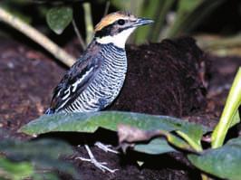 (Foto: Wilhelm Spieß) Neu im Bestand ist auch ein Paar Halsbandwehrvögel (Chauna torquata), die zur weiteren Verwandtschaft von Gänsen und Enten zählen.