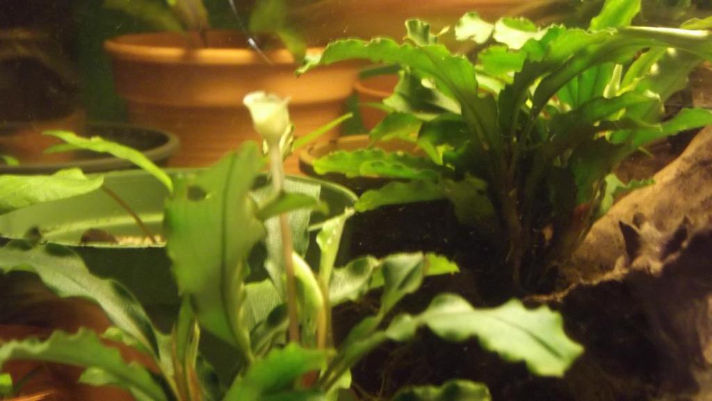 Seite 24 Flossenpost 3/2015 Eine sehr seltene und interessante Wasserpflanze, die Bucephalandra green velvet. Der Artikel in der Amazonas Zeitschrift Nr.