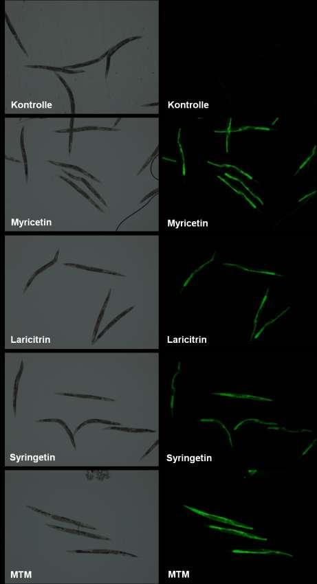 Ergebnisse 116 Abbildung 4.54: Fluoreszenzmikroskopie der Myricetin-Derivate in C. elegans Wildtypische L4 Larven wurden für 48 h mit Myricetin-Derivaten (100 µm) inkubiert.