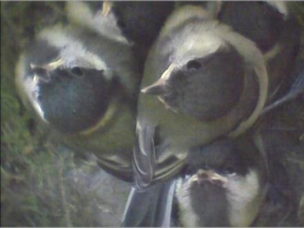 Tage alt Fünf Jungvögel, vollständig mit Federn bedeckt, Piepstöne klar und laut, kräftiges