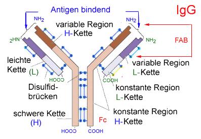 Den prinzipiellen Aufbau eines Antikörpers skizzieren und beschriften können drei verschiedene Antikörperklassen, ihren Aufbau und ihre Bedeutung kennen Antikörperklasse Aufbau Vorkommen Bedeutung