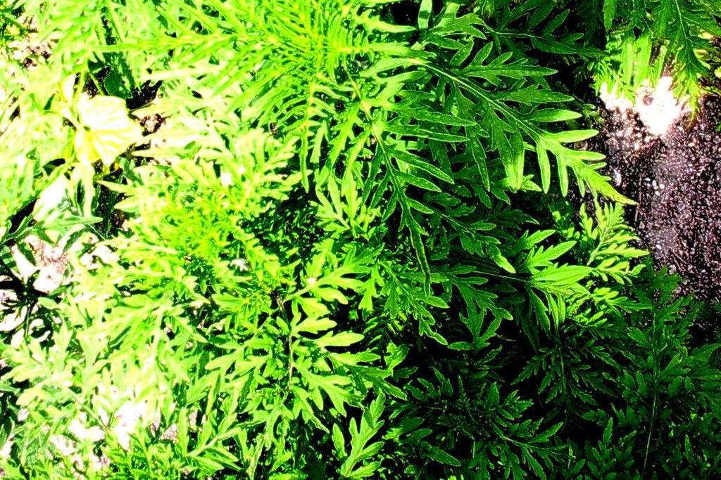 So erkennen Sie Ambrosia. Die Ambrosia Pflanze hat gedrungene, buschige Wuchsform. Ihre Blätter sind doppelt bis dreifach gefiedert, gestielt, auf beiden Seiten grün und mit heller Nervatur.