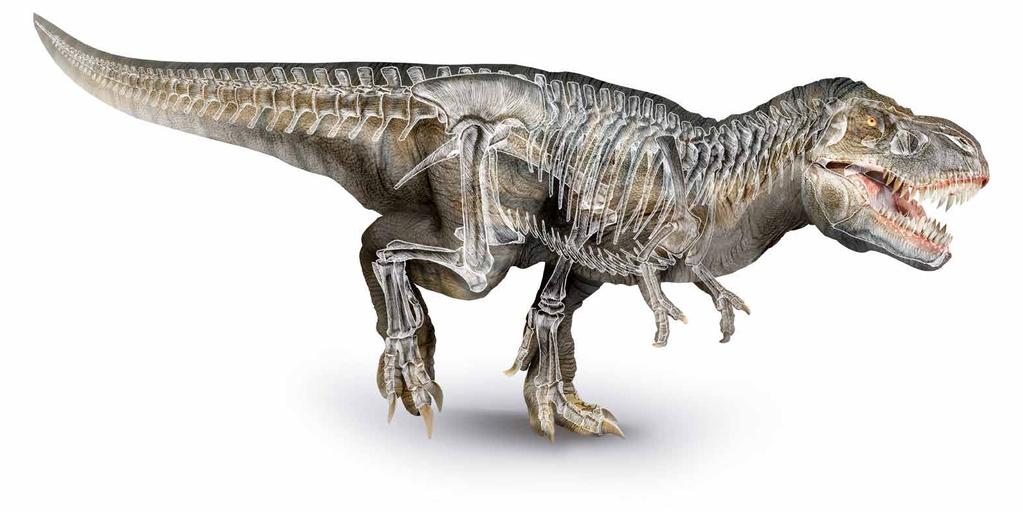 »ZEIT für die Schule«-Arbeitsblätter Die Jagd nach den Dinosaurierknochen 10 Das große T.-Rätsel Einen echten Tyrannosaurus Rex hat das Berliner Naturkundemuseum im Dezember 2015 enthüllt.