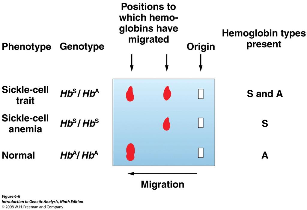 Co-Dominanz auf molekularer Ebene der Hämoglobine A S Auftrag Phenotyp Genotyp