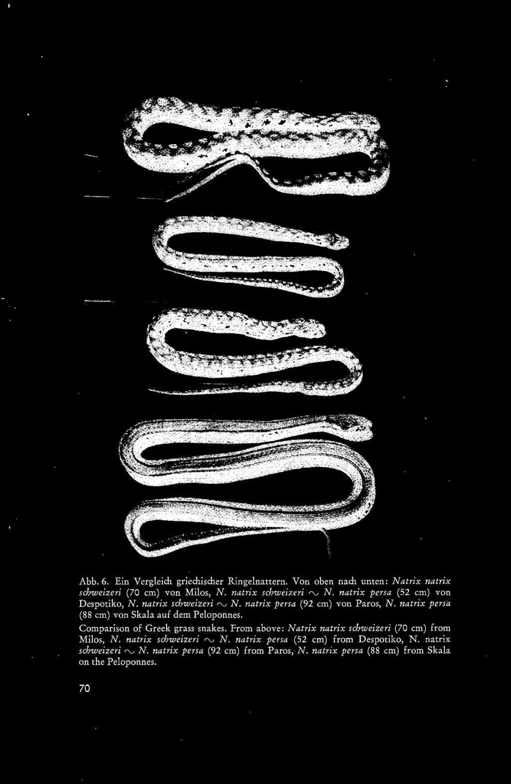 Comparison of Greek grass snakes. From above: Natrix natrix schweizeri (70 cm) from Milos, N.