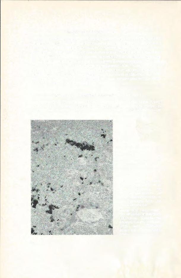 Testudo marginata ScHOEPFF, 1792 Im April 1969 hat CLARK (1970) ein einzelnes Exemplar der Breitrandschildkröte mit 30 cm Carapaxlänge auf Paras gefunden und damit den Nachweis der Art für diese