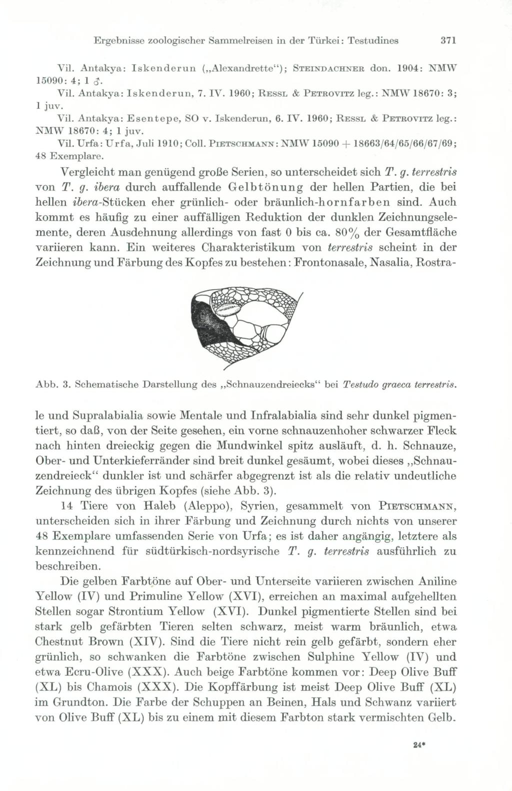 Ergebnisse zoologischer Sammelreisen in der Türkei: Testudines 371 Vil. Antakya: Iskenderun ( Alexandrette"); STEINDACHNEK don. 1904: NMW 15090: 4; 1 cj. Vil. Antakya: Iskenderun, 7. IV.