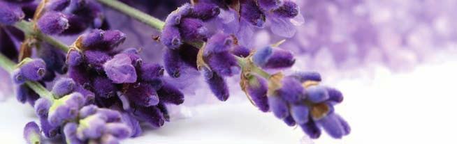 Lavendel fein/bio-lavendel Lavandula angustifolia krautig, frisch entspannend, angstlösend, harmonisierend, anregend Bulgarien/Frankreich Wasserdampfdestillation der Blüten Lemongras/Bio-Lemongras