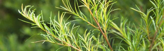 T Teebaum/Bio-Teebaum Melaleuca alternifolia würzig, krautig vitalisierend, klärend Australien Wasserdampfdestillation der Blätter Thymian Thymus vulgaris /ct.