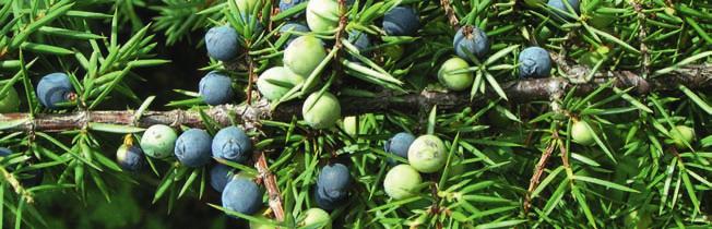 W Wacholderbeere Juniperus communis krautig, fruchtig, leicht holzig belebend, klärend, konzentrationsfördernd Kroatien, Europa Wasserdampfdestillation der Beeren Weihrauch Boswellia carterii harzig,