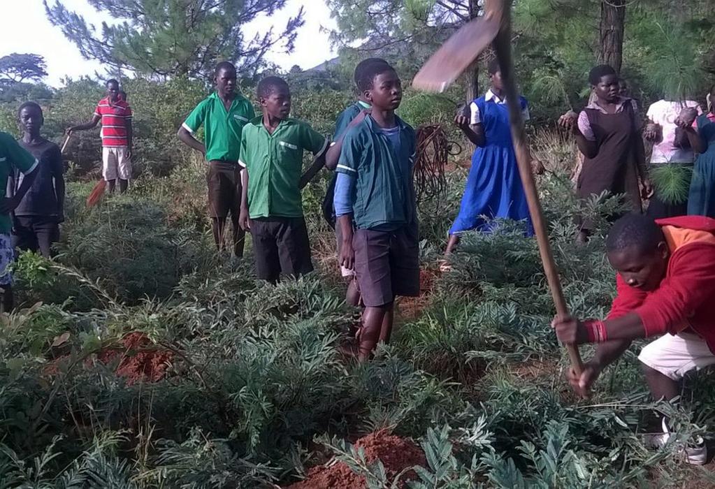 Die Schulkinder pflanzen die Bäume bei ihren Häusern, auf den Feldern, bei den
