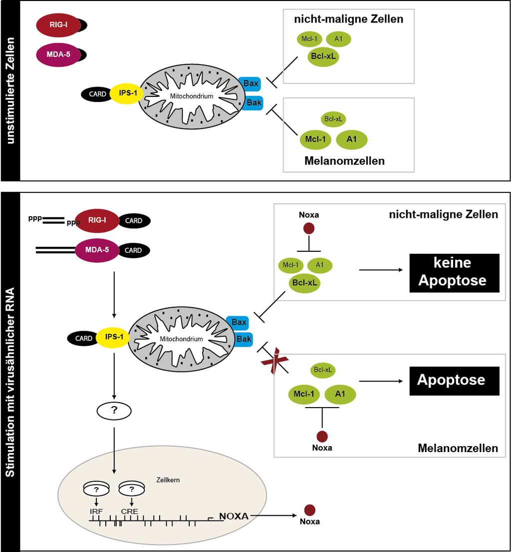 Diskussion poly(i:c) Abbildung 25: Schematische Darstellung des RIG-I und MDA-5 induzierten Apoptoseweges Unstimulierte Zellen: Die zytosolischen Rezeptoren RIG-I und MDA-5 liegen inaktiv vor.
