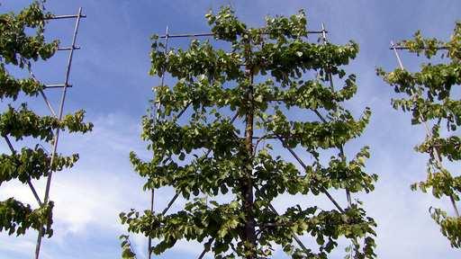 Biegen, legen, formen bis aus einem Baum eine fertige Spalierform wird, vergehen viele Jahre in der Baumschule. Alles ist eine Frage der richtigen Erziehung.