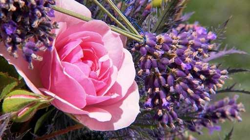 Dekorationen mit Lavendel Lavendel im Garten weckt immer auch Erinnerungen an Südfrankreich. Als Duftstoff für Parfums, Seifen und viele andere Produkte wird er dort angebaut.