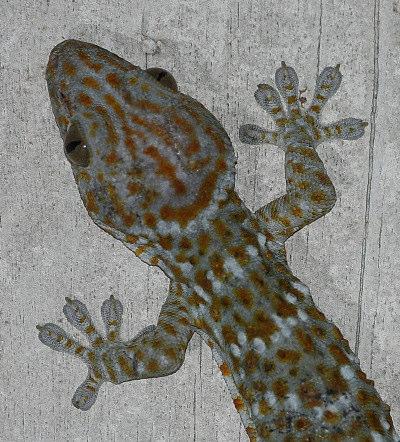 und Tokay-Geckos und Gottesanbeterinnen. Die Geckos verstecken sich tagsüber in den Holzspalten, aus denen sie gelegentlich hervorlugen.